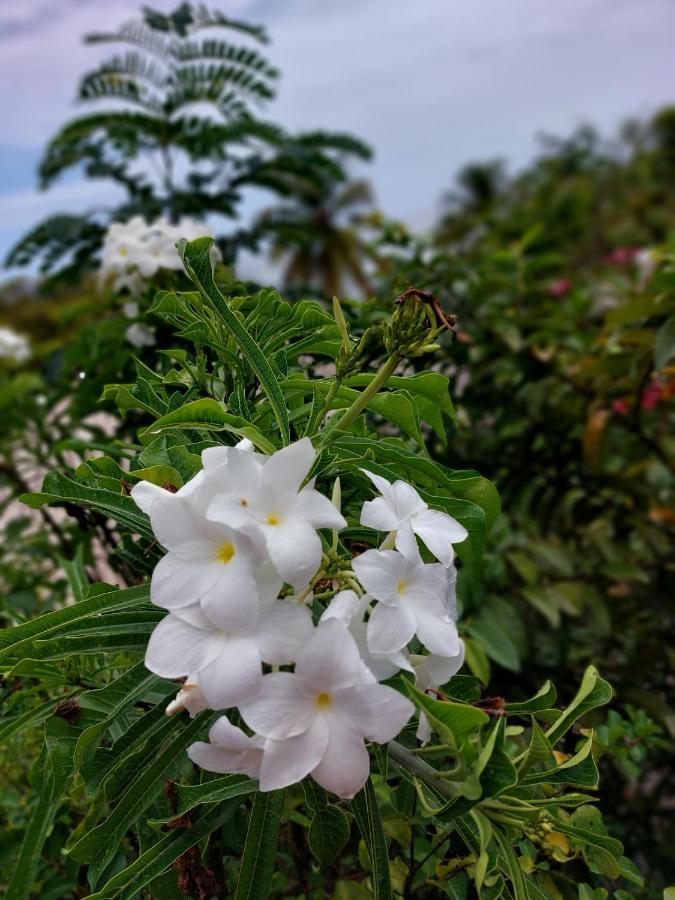 Les Gites Du Domaine De Petite-Anse Bouillante Exterior foto